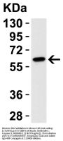 Anti-Caspase-9 CASP9 Antibody