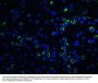 Anti-Caspase-9 CASP9 Antibody