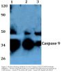 Anti-Caspase 9 (E119) CASP9 Antibody