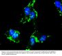 Anti-Caspase-9 CASP9 Antibody