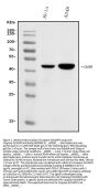 Anti-Caspase-9/CASP9 Antibody Picoband®