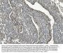 Anti-Caspase-9/CASP9 Antibody Picoband®