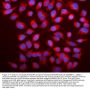 Anti-Caspase-9/CASP9 Antibody Picoband®