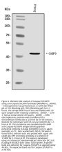 Anti-Caspase-9/CASP9 Antibody Picoband®