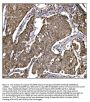 Anti-Caspase-9/CASP9 Antibody Picoband®