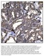 Anti-Caspase-9/CASP9 Antibody Picoband®