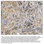 Anti-Caspase-9/CASP9 Antibody Picoband®