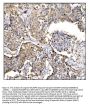 Anti-Caspase-9/CASP9 Antibody Picoband®
