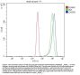 Anti-Caspase-9/CASP9 Antibody Picoband®