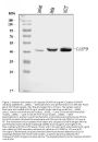Anti-Caspase-9/CASP9 Antibody Picoband®
