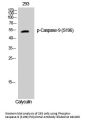 Anti-Phospho-Caspase-9 (S196) CASP9 Antibody