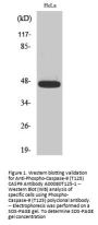 Anti-Phospho-Caspase-9 (T125) CASP9 Antibody