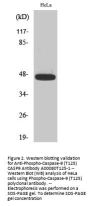 Anti-Phospho-Caspase-9 (T125) CASP9 Antibody