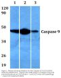 Anti-Caspase 9 (Tyr153) CASP9 Antibody