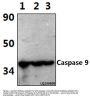 Anti-Caspase 9 (Tyr153) CASP9 Antibody