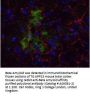 Anti-Beta Amyloid APP Antibody