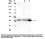 Anti-Beta Amyloid APP Antibody