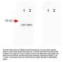Anti-Beta Amyloid APP Antibody