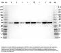 Anti-Beta Amyloid APP Antibody