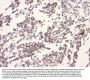 Anti-APP/C99 Antibody Picoband®