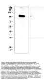 Anti-APP/C99 Antibody Picoband®