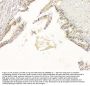 Anti-APP/C99 Antibody Picoband®