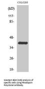 Anti-Rhodopsin Antibody