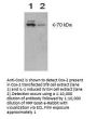 Anti-Cox-2 Antibody