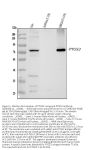 Anti-COX2/Cyclooxygenase 2/PTGS2 Picoband® Antibody