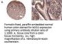 Anti-NOD2 (Card15) Antibody