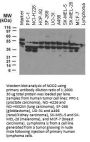 Anti-NOD2 (Card15) Antibody
