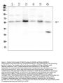 Anti-SMAD2 Antibody Picoband®