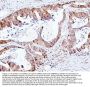 Anti-SMAD2 Antibody Picoband®