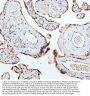 Anti-SMAD2 Antibody Picoband®