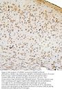 Anti-SMAD2 Antibody Picoband®