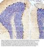 Anti-SMAD2 Antibody Picoband®