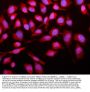 Anti-SMAD2 Antibody Picoband®