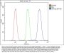 Anti-SMAD2 Antibody Picoband®