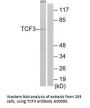 Anti-TCF3/E2A Antibody