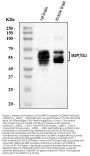 Anti-Tau/MAPT Antibody Picoband®
