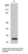 Anti-N/H/K-Ras NRAS Antibody