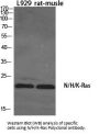 Anti-N/H/K-Ras NRAS Antibody