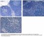 Anti-IL-6 Antibody