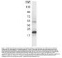 Anti-IL-6 Antibody