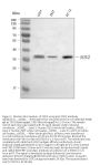 Anti-SOX2 Antibody Picoband®