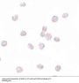 Anti-Transcription factor SOX-2 SOX2 Antibody