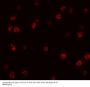 Anti-Transcription factor SOX-2 SOX2 Antibody