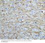 Anti-Transcription factor SOX-2 SOX2 Antibody