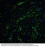Anti-Transcription factor SOX-2 SOX2 Antibody