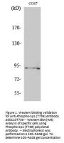 Anti-Phospho-Sp1 (T739) Antibody